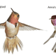 Illustration for article titled Hummingbirds dive to sing with their tails